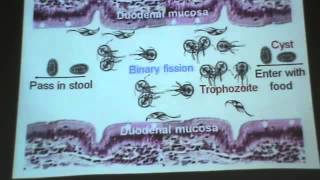 Dr Azza Protozoa 2 Balantidium coli Giardia lamblia YouTube [upl. by Inej]