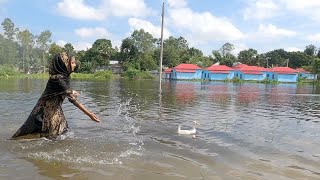 ইলিশ কচু সাথে ছোট পুঁটি মাছ ভাজা  Village life with Shampa [upl. by Gnirol]