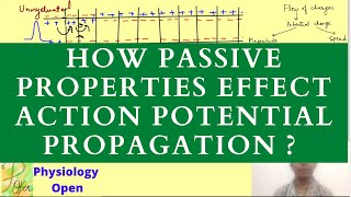 Action Potential in Neurons Animation [upl. by Webb377]