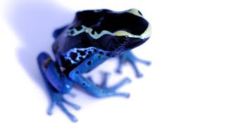 Species Spotlight Ep 2  Dendrobates tinctorius Powder Bluequot [upl. by Cherry]