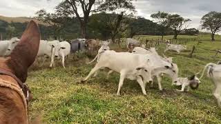 Mais um dia de lida com o Burrão Imperador e a Mula Ferradura 🤠domador doma mundodadoma [upl. by Hungarian84]