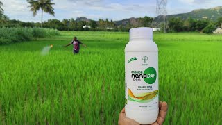 Gromor Nano DAP in paddy field [upl. by Giorgi]