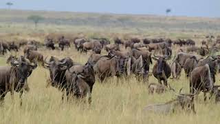 Wilder beest Crossing at Masai Mara [upl. by Nataline]