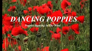 Dancing Poppies [upl. by Ricki58]