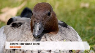 Australian Wood Duck Chenonetta jubata ♂ [upl. by Imena]