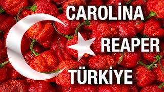 Carolina Reaper Türkiye  Carolina Reaper Challange  DÜNYANIN EN ACI BİBERİ Carolina Reaper Tohumu [upl. by Etnelav]