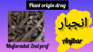 anjbar  bistort Bistorta officinalis انجبار plant origin drugmufaradat bums 2nd prof [upl. by Jedlicka250]