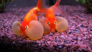 Bubble Eye  Goldfish [upl. by Carly]