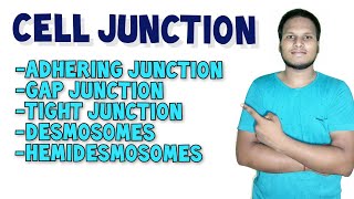 Cell Junction  Types of Cell Junction in Hindi  Human Anatomy and Physiology [upl. by Ennahs698]