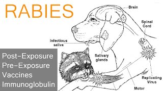 Rabies Guidelines [upl. by Anikas342]