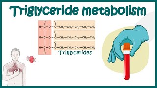 Triglyceride metabolism  Simple Explanation of Triglycerides and How to Reduce it  Triglycerides [upl. by Atiras]