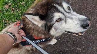 Old Husky Finds It After A Long Time Searching [upl. by Kali]