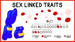 Sex Linked Traits Baldness and Hemophilia [upl. by Ayeka]