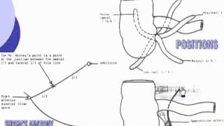 33 Abdomen Vermiform appendix [upl. by Eirroc]