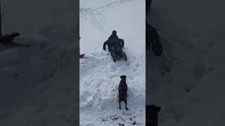 Roxy playing in the snow with my elder brother and my niece 2021 [upl. by Ihcego231]