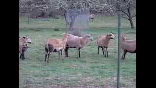 Barbados Blackbelly sheep [upl. by Doig]