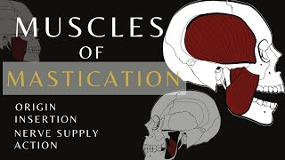 Muscles of Mastication  Gross Anatomy and Physiology Temporalis  shorts anatomyandphysiology [upl. by Ewart]