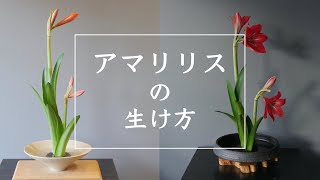 【格花】アマリリスの生け方７葉２花主位 Amaryllis Ikebana [upl. by Aldwon]