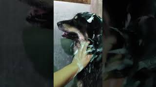 Coco ka bath routine🙂bloggingdaily bloggeblogging 2023groomingdog groomingminivloggrowviral [upl. by Duffie]