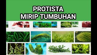 Protista  Mirip Tumbuhan AlgaganggangFitoplankton  Biologi Kelas X [upl. by Arotahs59]