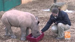 Meet our Baby Rhino [upl. by Klement]