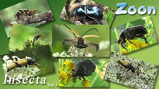 INSECTA Volume 3 [upl. by Thynne226]