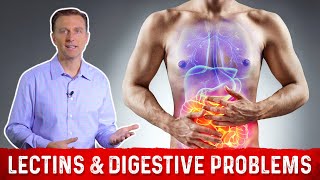 High amp Low Lectin Foods amp Digestive Problems Explained by DrBerg [upl. by Knitter372]