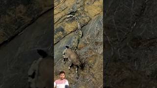 Snow Leopard Hunting  Winter Spiti Expedition  Nikon India  4K Video  Wild Wonders Expeditions [upl. by Jackquelin]