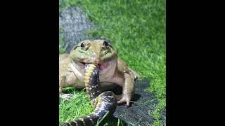 African bullfrog swallowed a snake shorts [upl. by Aicert]