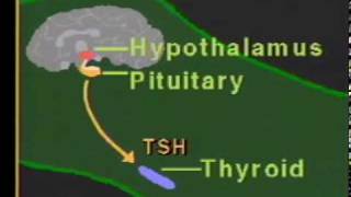 thyroid hormone physiologympg [upl. by Norit677]