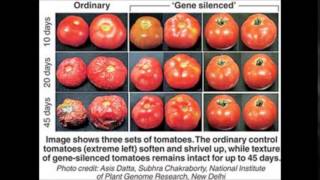 Genetically Modified Tomatoes [upl. by Irrehs]