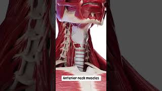 Anterior Neck Muscles animation anatomy shorts [upl. by Lednam586]