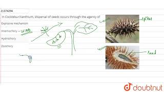 In CockleburXanthium dispersal of seeds occurs through the agency of [upl. by Aroz]