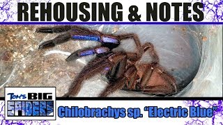 Chilobrachys sp Electric Blue Rehousing and Notes [upl. by Aidahs]