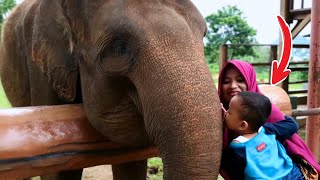 Cium gajah naikin gajah di kebun binatang [upl. by Akimrej]