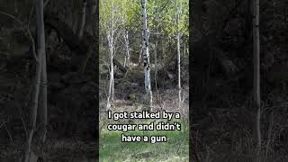 I got stalked by a cougar And I didn’t have a gun [upl. by Roxane]