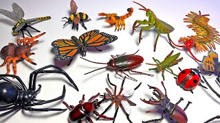 New Insects amp Spiders Collection  Cockroach Grasshopper Stick Insect Tarantula Butterfly [upl. by Janice]