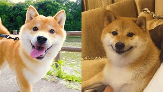 Shiba Inu — Funny And Cute Videos And Tik Toks Compilation [upl. by Lecirg]