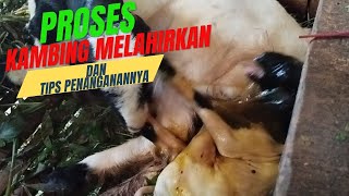 Detikdetik Kambing Melahiran dan Cara penanganannya [upl. by Omari561]