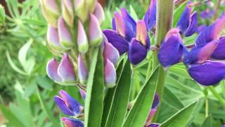 Vaste lupine Lupinus polyphyllus  20170523 [upl. by Helene]