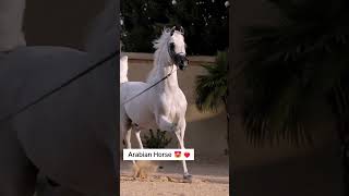 Greatest arabian horse 🔥💯💯 horse [upl. by Eloccin]