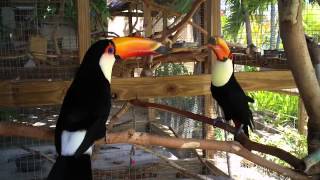 Socializing Toco Toucans  Second Meeting [upl. by Sualokcin]