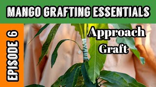 Mango Grafting Essentials  Episode 6 Approach Graft [upl. by Rosalie566]