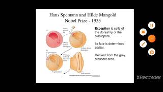 Transplantation experiments of Spemann and Mangold and chemistry of organisers [upl. by Odnanreh]