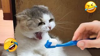 New Funny Animals 2023 🤣😍 Funniest Cats and Dogs Videos 😸🐶 Part 18 [upl. by Ahsyek]