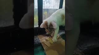 Oyen gila duit cat kucingabuabuyanglucu anakkucinglucuimutgemesin catlover kucingterlucu pets [upl. by Yenalem]