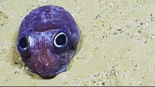 Cute Bobtail Squid  Nautilus Live [upl. by Cogn]