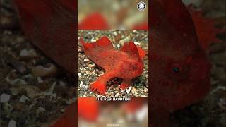 Handfish 🐠 The Quirky Walking Fish [upl. by Sibie]