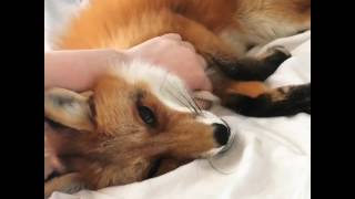 Domestic fox purring [upl. by Ervin]