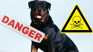 Top 5 Des Chiens Les Plus Dangereux Du Monde [upl. by Eizdnil]